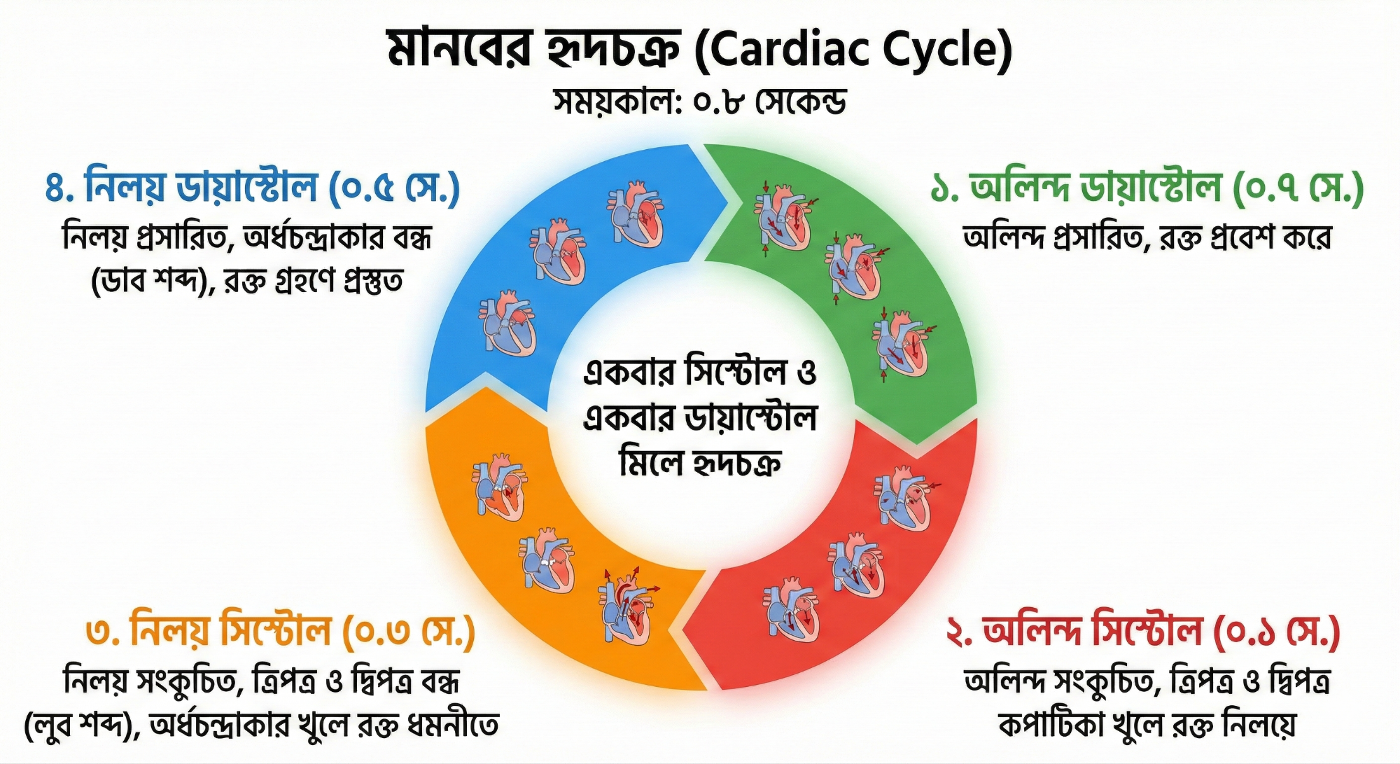 হৃদচক্রের ডায়াগ্রাম