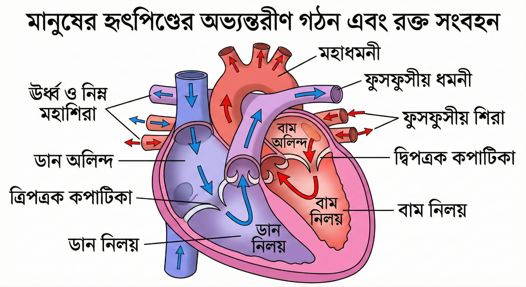 হৃদপিন্ডের চিত্র