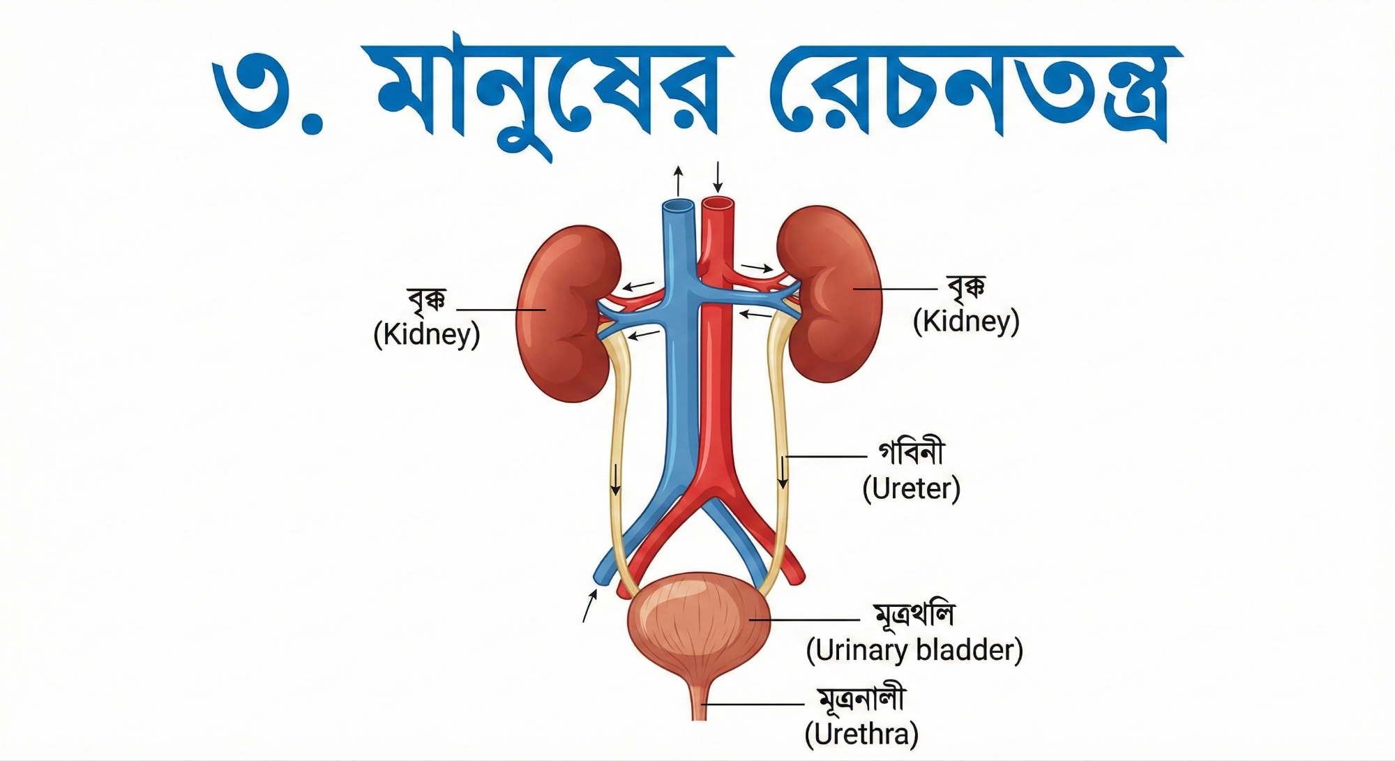 হৃদচক্রের ডায়াগ্রাম