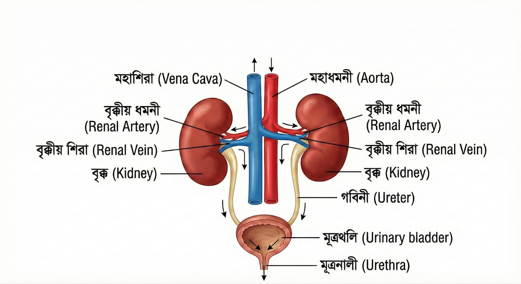 মানুষ রেচন তন্ত্র