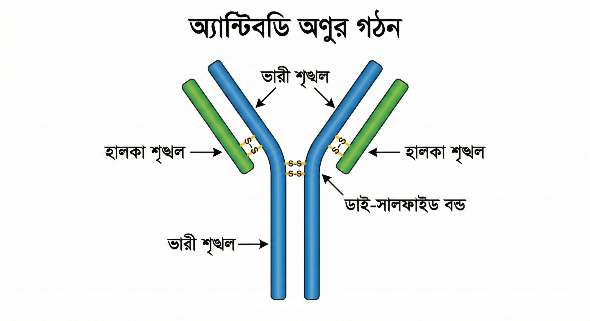 হৃদচক্রের ডায়াগ্রাম