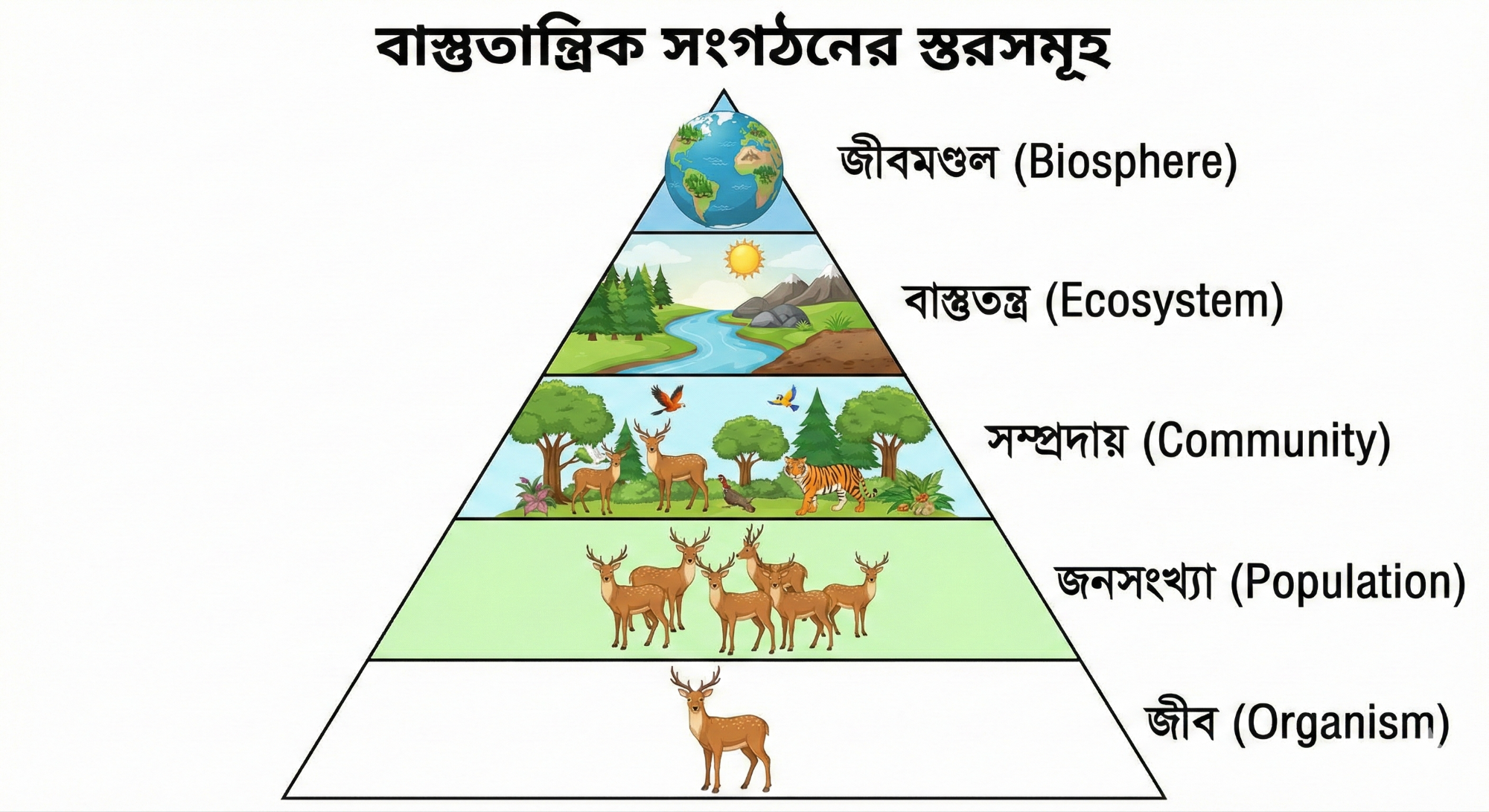 হৃদচক্রের ডায়াগ্রাম
