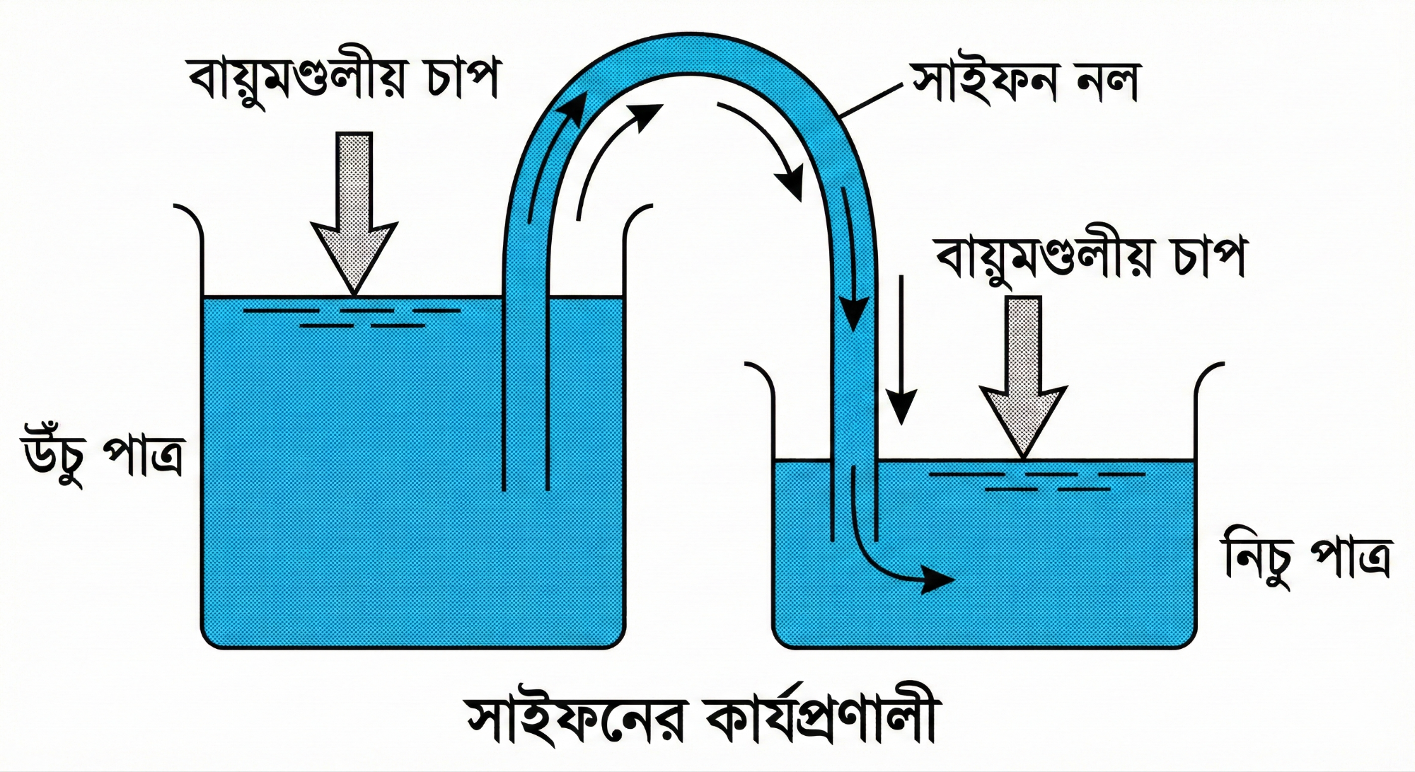 হৃদচক্রের ডায়াগ্রাম